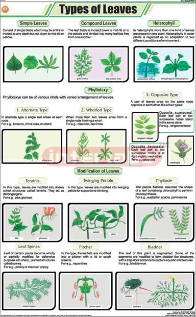 Types Of Leaves